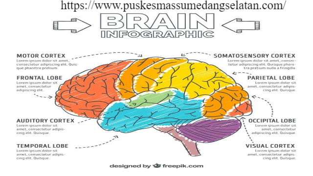 Anatomi Otak Manusia: Struktur dan Fungsinya